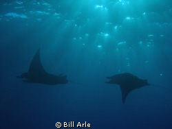 Big Island mantas, late afternoon by Bill Arle 